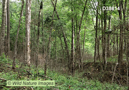 Southeastern Mixed Forests ecoregion (USA)